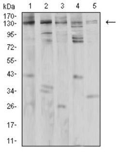 PLC-gamma 1 Antibody (2F3D11) - BSA Free, Novus Biologicals:Antibodies:Primary